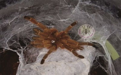 pterinochillus murinus female tarantula 
